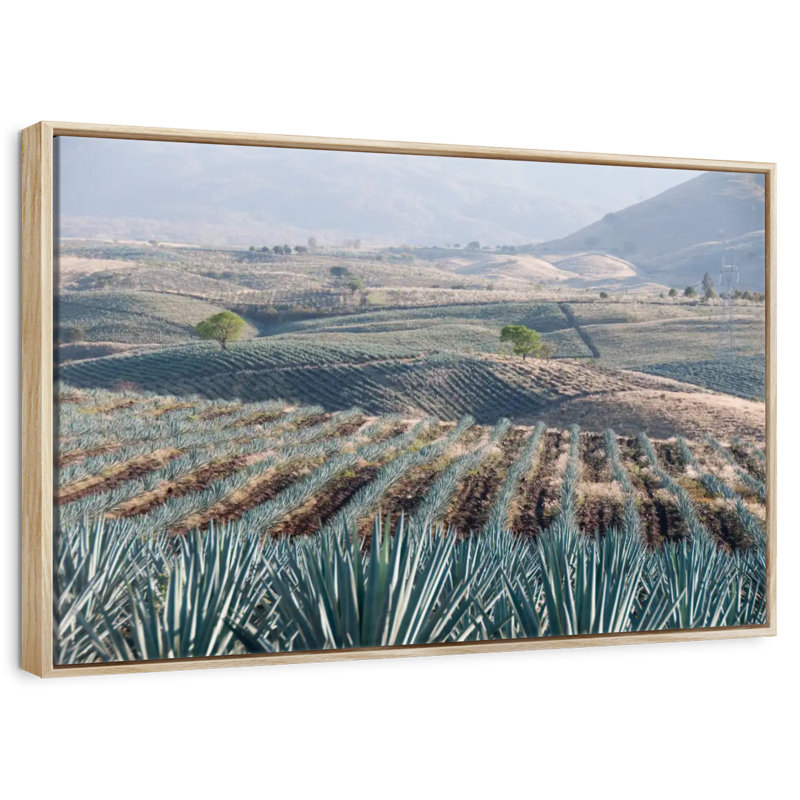 Téquila Jalisco Agave Field, Cadre flottant en bois naturel, 31 po x 21 po