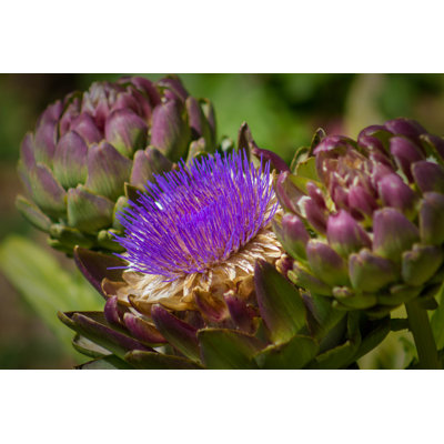 Artichoke Flower Close-Up by Sara Edwards - Wrapped Canvas Print
