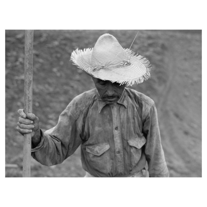 Barranquitas Porto Rico. Tabac fermier par Jack Delano - Estampe numérique, H 32 po x l 40 po