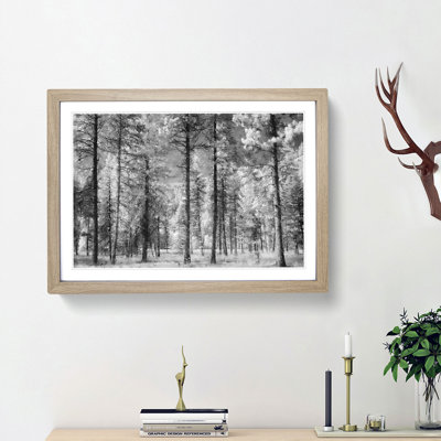 Montana Forest - Picture Frame Photograph Print