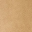 Buckskin