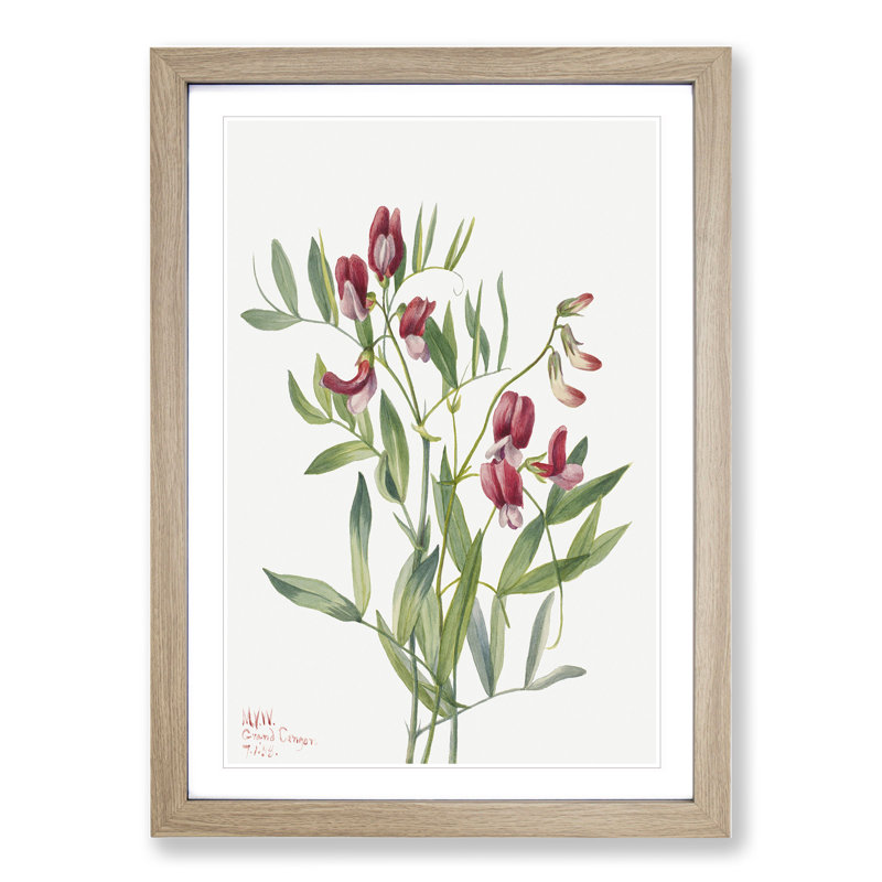Wild Pea by Mary Vaux Walcott - Framed Print, 65cm H x 48cm W x 2cm D, Oak Framed