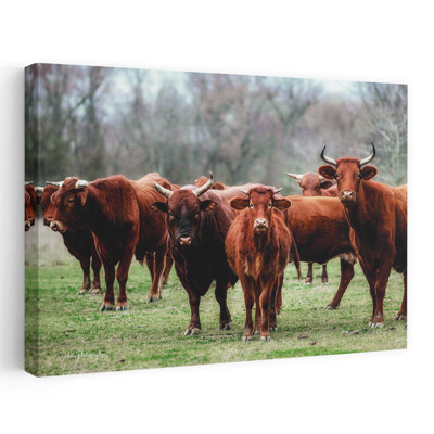 «Gathered Together», art contemporain de vache