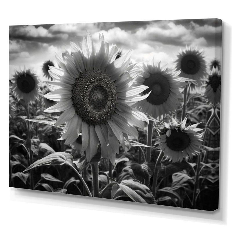 Tournesol noir et blanc I, Toile tendue, H 24 po x l 32 po x P 1 po