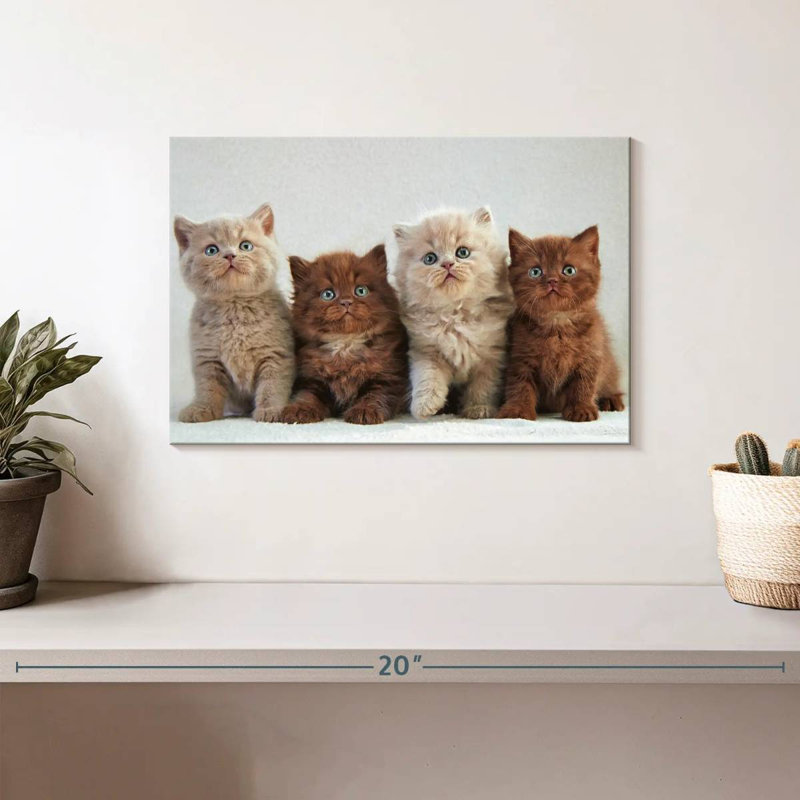 British Shorthair Cats, 8" H x 12" W