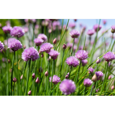 Flowering Chives - Photographie sur toile tendue