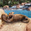 Lazy Otter with Fish Garden Statue