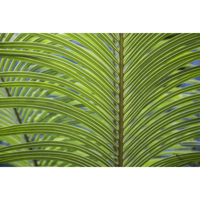 " Leaf Pattern " by Barbara Markoff, 12" H x 18" W