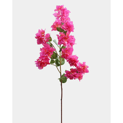 Fuchsia Bougainvillea 44 po