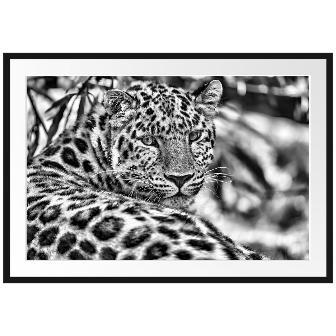 Gerahmtes Poster Aufmerksamer Leopard im Schatten