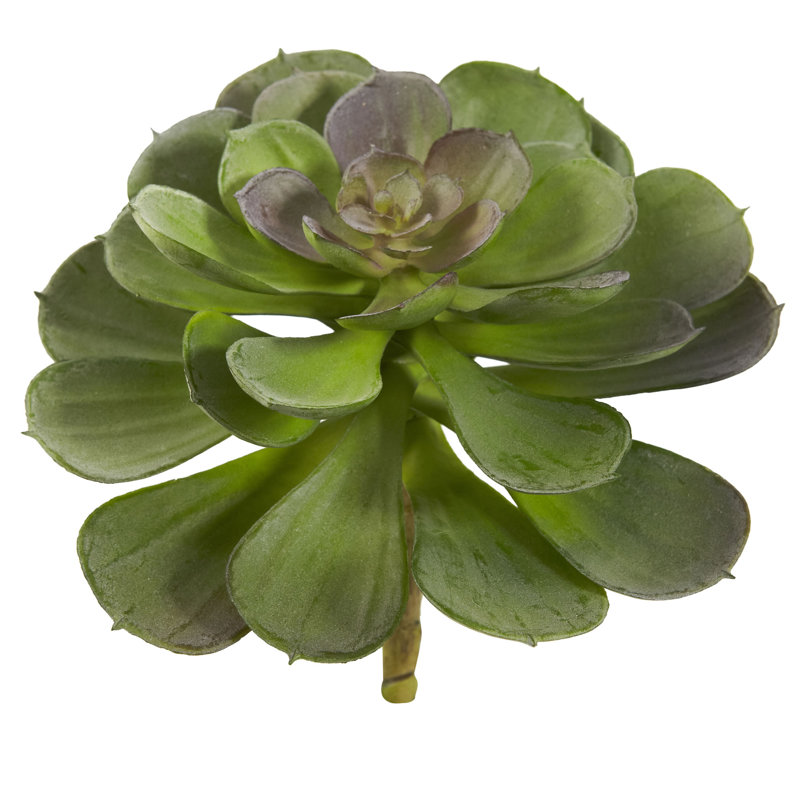 Ensemble de 12 plantes succulentes artificielles Echeveria, Bourgogne, H 6 po x l 5 po x P 5 po