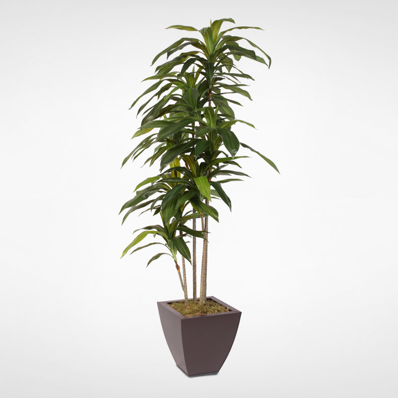 64'' Faux Dracaena Tree in Metal Planter