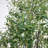 12ft. Giant Artificial Olive Tree