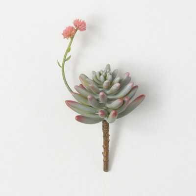 Darwen Succulent Arrangement