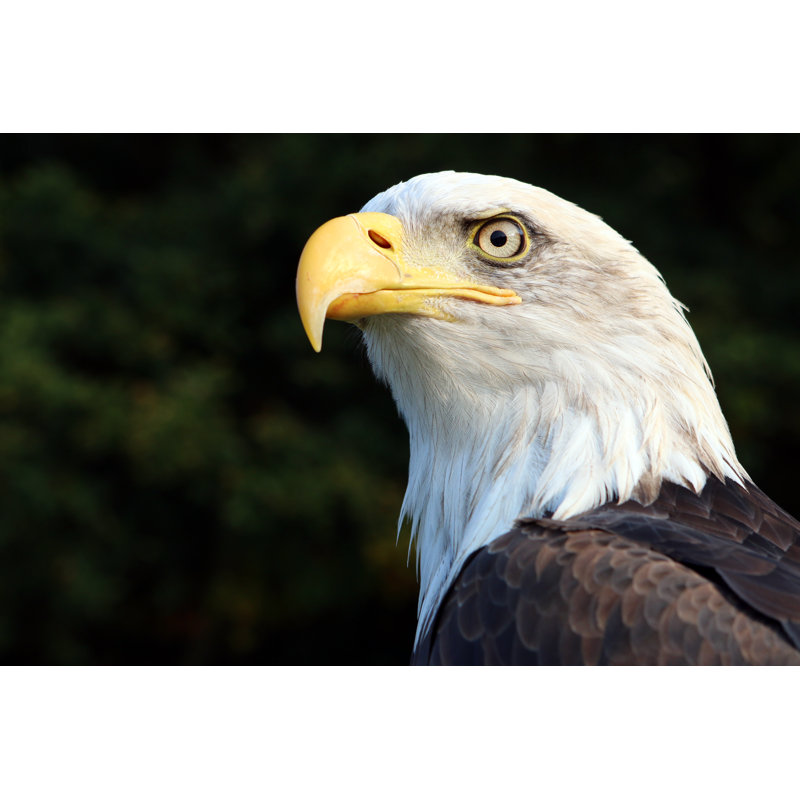 Sea Eagle - Wrapped Canvas Print, 81cm H x 122cm W x 3.8cm D