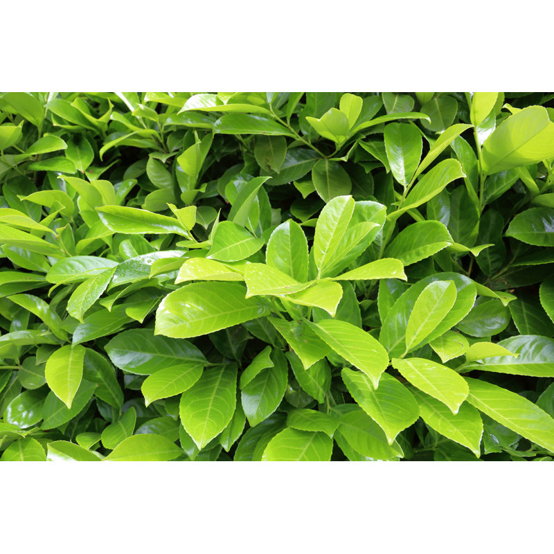 Guitain Bright Laurel Bush - Wrapped Canvas Print, 20cm H x 30cm W x 3.8cm D