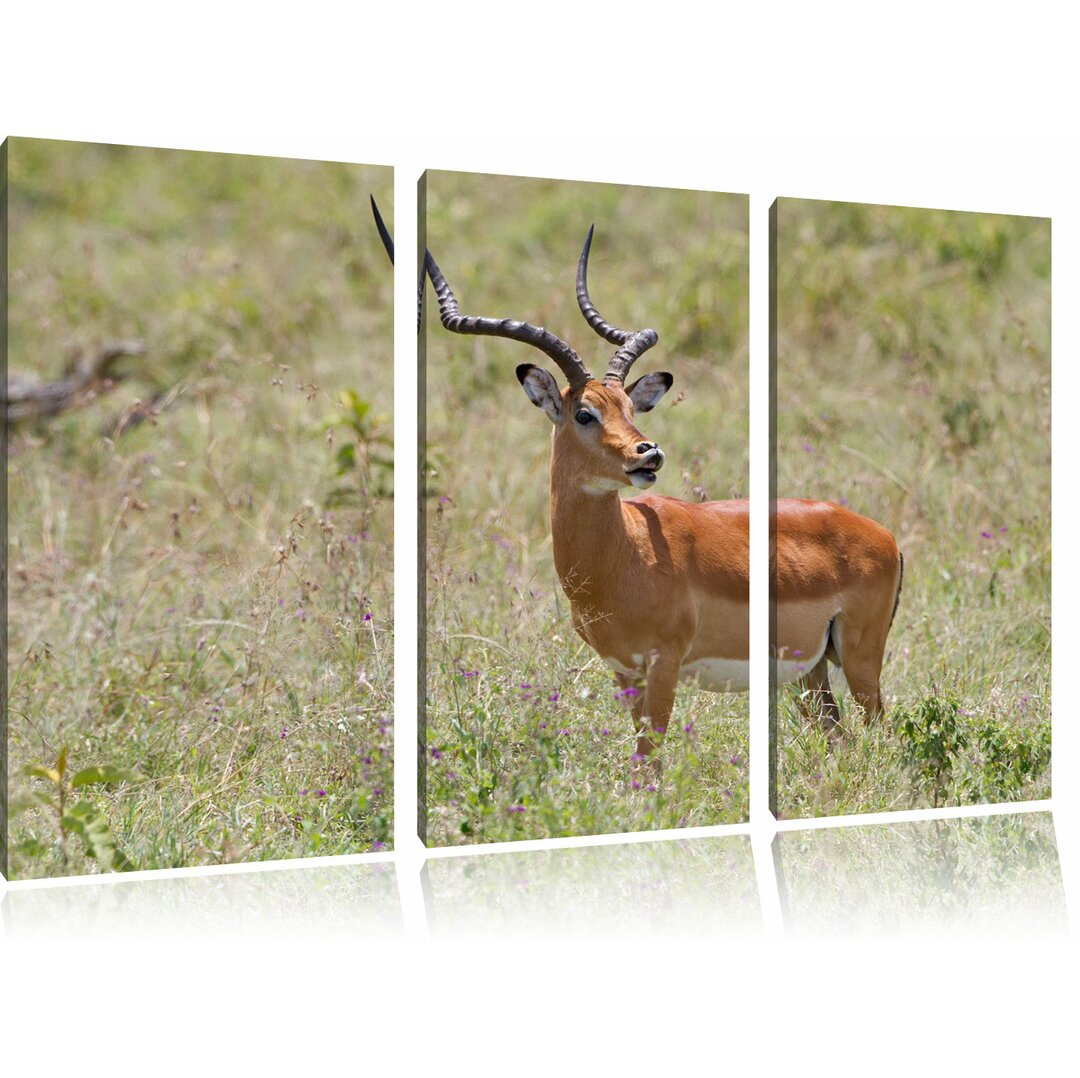 3-tlg. Leinwandbilder-Set „Dorkasgazelle im Wildgras“, Fotodruck