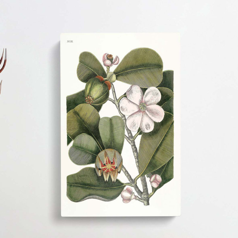 Balsam Tree Flowers by Mark Catesby - Wrapped Canvas Painting, 91cm H x 60cm W x 3cm D