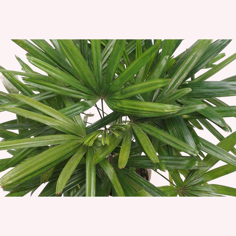 Rhapis Lady Palm in Blue Pot for Indoor and Outdoor Decor