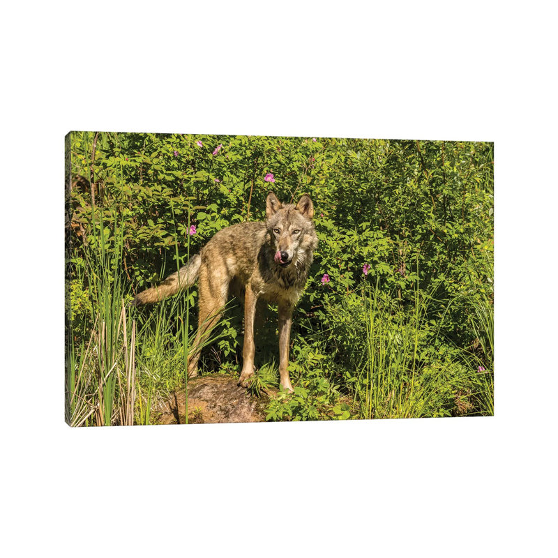 USA, Minnesota, Pine County. Captive Gray Wolf Adult. by Jaynes Gallery - Wrapped Canvas Print, 152.5 cm H x 101.5 cm W