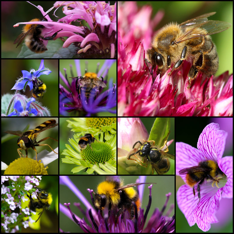 Tatom Bumblebee Collage - Wrapped Canvas Print, 30cm H x 30cm W x 3.8cm D