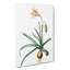 Amaryllis Broussonetii Flowers - Wrapped Canvas-55368477