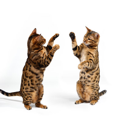 Bengal Cats Fighting by Andreas Krappweis - Wrapped Canvas Print