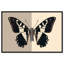 «Duality of a Monarch IV», reproduction d'art acrylique encadrée par Art Remedy, cadre doré, 15 x 10-628647680-628647690