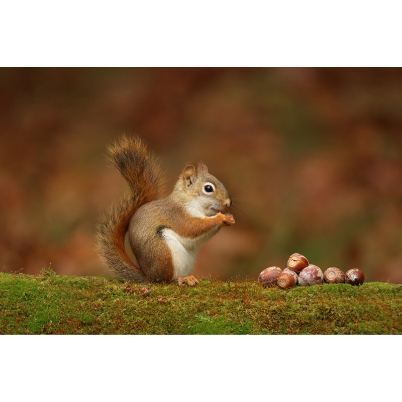 Red Squirrel In Fall by Suefeldberg - Wrapped Canvas Print, 81cm H x 122cm W