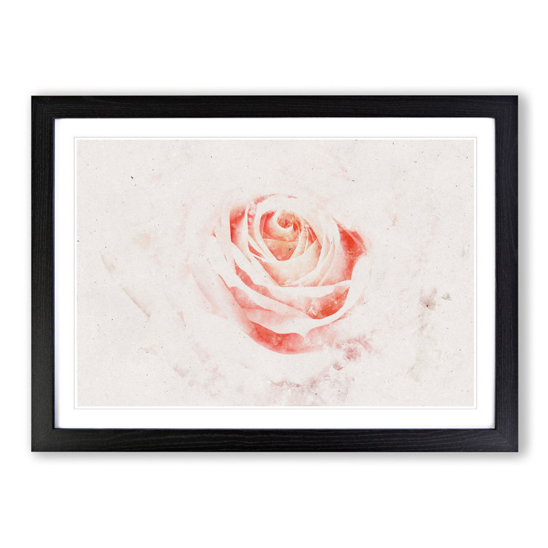 Pale Pink Rose - Framed Print, 45cm H x 63cm W x 2cm D, Black Framed