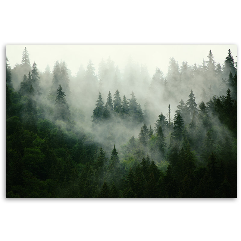 Picture, Forest In The Fog - No Frame Print on Canvas