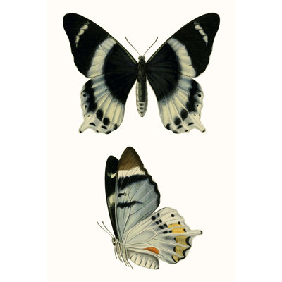 Papillons bleus antiques I