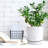 Set of 2 Modern Floral Embossed Ceramic Planter Pots - 4" & 6" with Drainage Hole and Saucer