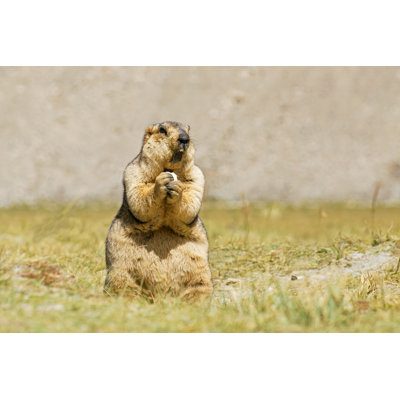 Himalayan Marmot Eating - Wrapped Canvas Print