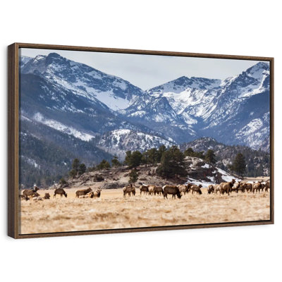 Elks Of Rocky Mountains