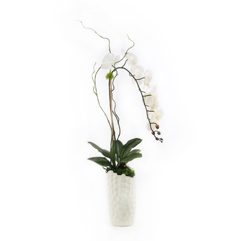 Grand arrangement floral d'orchidées dans un vase