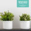 Abelius Pot Planter-1920344967