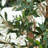 180cm Faux Olive Tree Tree in Pot Liner