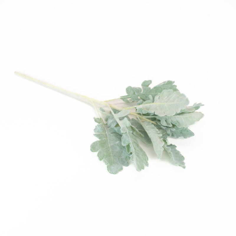 Tige dusty miller