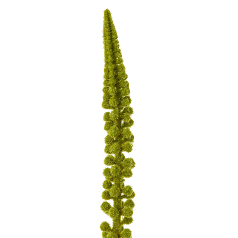 Eremurus Stem, Green