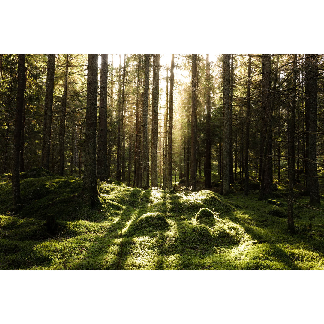 Coniferous Forest - Wrapped Canvas Print