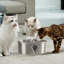 Fontaine d'eau pour animaux PETMAker-126556090-126556092