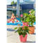 Classico Pot Planter-36483412-36483413