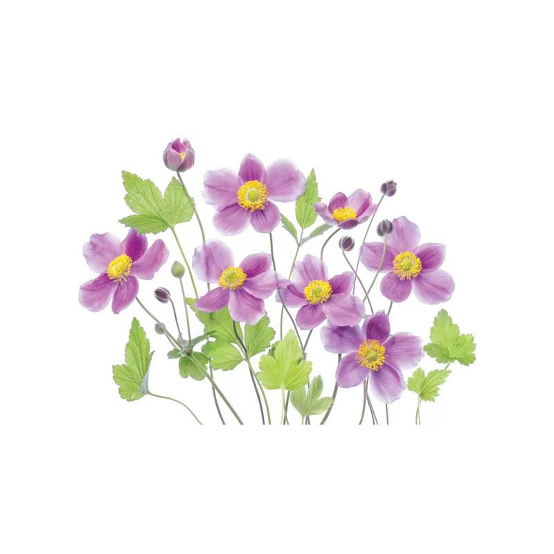 Anemone 'Hadspen Abundance' 1 Piece Wrapped Canvas Painting, 101.6 cm H x 66.04 cm W x 1.91 cm D
