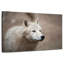 Loup blanc arctique-107887659