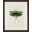Tropical Insect II Print