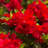 1 Gallon Autumn Bonfire Encore Azalea - Re-Blooming Evergreen Shrub with Red Blooms