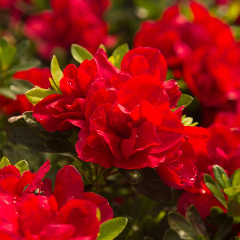 1 Gallon Red Autumn Bonfire Azalea Flowering Shrub