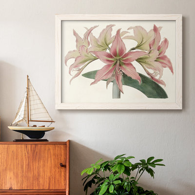 " Amaryllis Varietals I "