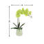 Phalaenopsis Orchid Floral Arrangement in Pot-1204512989